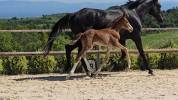 Poulain de dressage gros potentiel