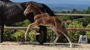 Poulain de dressage gros potentiel