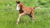 Poulain de dressage gros potentiel