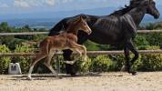 Poulain de dressage gros potentiel