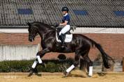 Poulain de dressage gros potentiel