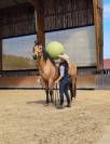  OLIVIO ANGOSTURA, superbe hongre PRE isabelle de 4 ans