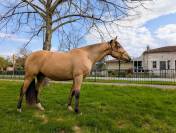  OLIVIO ANGOSTURA, superbe hongre PRE isabelle de 4 ans