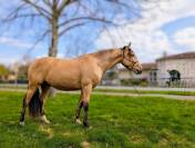  OLIVIO ANGOSTURA, superbe hongre PRE isabelle de 4 ans