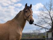  OLIVIO ANGOSTURA, superbe hongre PRE isabelle de 4 ans