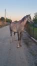 wassim