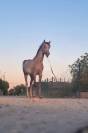 wassim