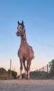 wassim
