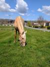 OTE OLIVARES , PRE à la robe palomino 3 ans