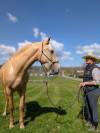 OTE OLIVARES , PRE à la robe palomino 3 ans