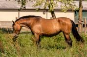 Jument pure race espagnole 