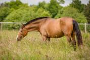 Jument pure race espagnole 