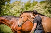 Jument pure race espagnole 