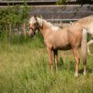 Pouliche Pure race espagnole 