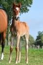 Jolie pouliche pur sang arabe 