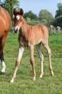 Jolie pouliche pur sang arabe 