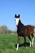 Magnifique pouliche pur sang arabe DW19 oeil bleu 
