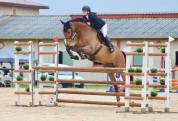 Cheval CSO Maitre d'école