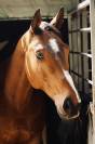 Cheval CSO Maitre d'école