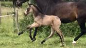 Entier AES 3 ans DRESSAGE