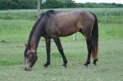 Entier AES 3 ans DRESSAGE