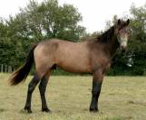 Entier AES 3 ans DRESSAGE