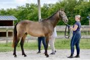 Entier AES 3 ans DRESSAGE
