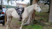 Jument anglo arabe 