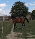 Hongre SF loisirs/compagnie