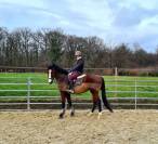 Hongre SF loisirs/compagnie