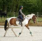 Hongre SF Loisirs/compagnie