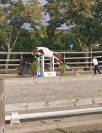 Hongre SF Loisirs/compagnie