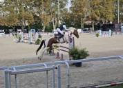 Hongre SF Loisirs/compagnie