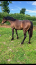 Poney PFS de 1 an