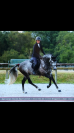 Poney PFS de 1 an