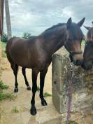 Poney PFS de 1 an