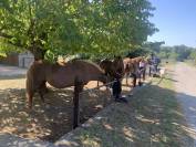 Ecurie de propri&eacute;taires