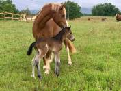 Ecurie de propri&eacute;taires