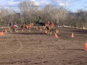 Ecurie de propri&eacute;taires