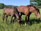 Ecurie de propri&eacute;taires