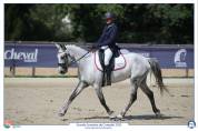 Jument Connemara 7 ans 