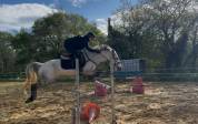 Jument Connemara 7 ans 