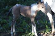 Pouliche paint horse 
