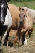 Pouliche paint horse 