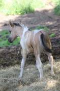 Pouliche paint horse 