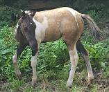 Pouliche paint horse 