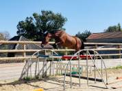 QUEROL DE SAND AA 5 ans 