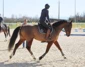 QUEROL DE SAND AA 5 ans 