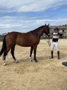 QUEROL DE SAND AA 5 ans 