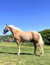 Vends splendide Poney Français de Selle N’ICE CREAM 